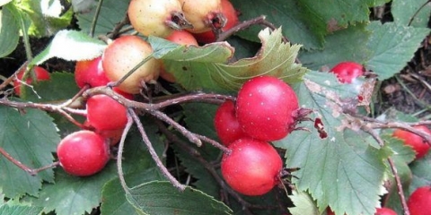 Glog kokos: fotografija + opis